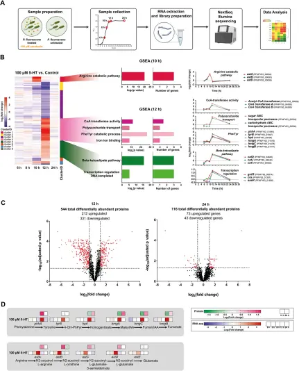 Figure 2 in Waclawiková and others (2025): "Serotonin metabolism protects P. fluorescens from oxidative stress possibly via upregulation of phenylalanine and tyrosine catabolic pathways. A RNA-seq experimental design. B Heat map of the genes that are significantly regulated (at 10 and 12 h) in the presence of serotonin as compared to the untreated control. Data represent log2(fold change). FDR ≤ 0.05, fold change ≥ 2. GSEA analysis of upregulated genes from stimulation with serotonin (FDR ≤ 0.05, fold change ≥ 2) after 10 h and 12 h. Data show -log2(p value) for specific GO biological pathways (bar graphs on the left); number of genes involved in the regulated pathways (bar graphs in the middle); and, expression patterns of individual genes involved in the regulated pathways (graphs on the right). C Volcano plots of differentially abundant proteins after 12 h (left panel) and 24 h (right panel) of stimulation with serotonin in P. fluorescens. D Overview of phenylalanine, tyrosine and arginine catabolic pathway and its regulation by serotonin on the RNA and protein level"