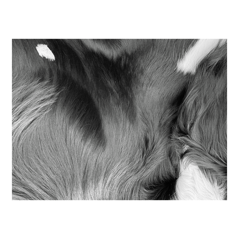 A white feather on a dog's black and white coat. (Version françæ) Æn plume blank tombæ sur læ pelage noirx & blank d’æn chiæn.