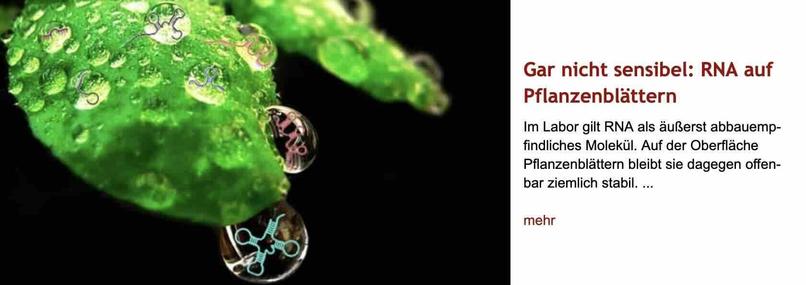 Foto von dem Ausschnitt eines Blatts, das mit Tropfen überzogen ist, die tRNA-Moleküle enthalten. Rechts daneben Überschrift "Gar nicht sensibel: RNA auf Pflanzenblättern" des im Post verlinkten Artikels, gefolgt von dessen Vorspann mit dem Text: "Im Labor gilt RNA als äußerst abbauempfindliches Molekül. Auf der Oberfläche Pflanzenblättern bleibt sie dagegen offenbar ziemlich stabil."