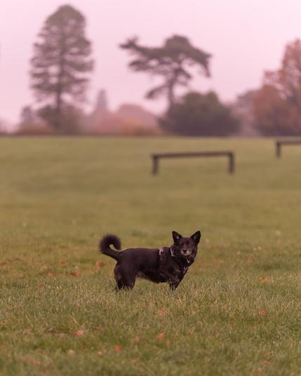 Fern a black schipperkie cross wearing a lavender harness with one front paw rised, standing in grass, with tall trees out of focus in the background and a couple of horse jumps