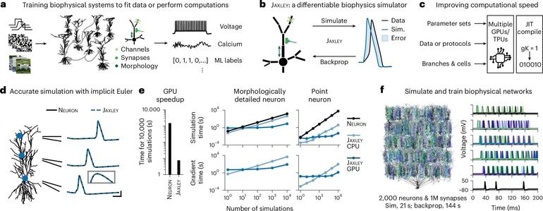 Fig. 1: Differentiable simulation enables training biophysical neuron models.