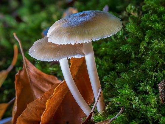 Two delicate mushrooms with pale cream-colored caps showing distinctive blue-tinged centers and white stems, growing among bright green moss and dried brown leaves on the forest floor