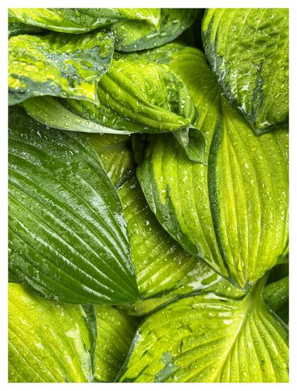 Closeup photo of a plant, likely Hosta plantaginea, with broad heart-shaped leaves in different shades of green and yellow. The leaves glisten with rain droplets that highlight their corrugated texture.