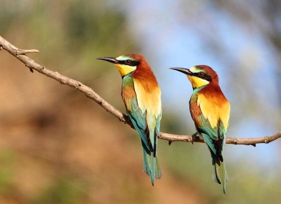 Zwei Bienenfresser sitzen auf einem braunen Ast vor verschwommenem Grün.