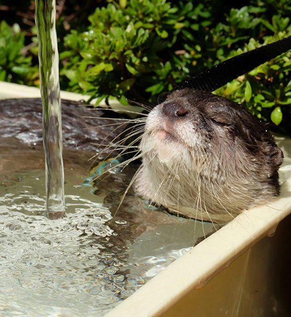 A picture of an otter.