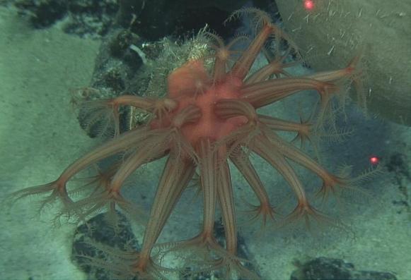 Anthomastus mirabilis, holotype, in situ view.