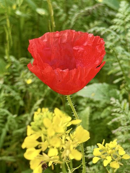 Eine leuchtend rote Mohnblume steht hoch zwischen grünem Laub, begleitet von Büscheln kleiner gelber Blüten. Die Blütenblätter des Mohns erscheinen zart und strukturiert, was zur natürlichen Schönheit der Szene beiträgt.