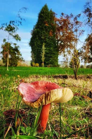A low-angle, close-up photograph of a vibrant mushroom with a bright red stem and a red-to-pale-yellow cap, showing the gills underneath. The mushroom is growing in short green grass, with the background blurred to show a tall, dark green coniferous tree and other deciduous trees with brown and green leaves, set against a bright blue sky.
