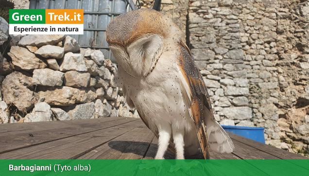 Barbagianni (Tyto alba)