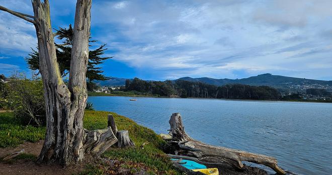 A wide landscape photograph depicts a body of water, likely a bay or inlet, stretching towards a distant line of hills. The foreground features a grassy bank with several weathered tree stumps and a large, partially submerged log. Several trees with twisting, pale bark stand prominently on the left side of the image. The water is a deep blue color, with slight ripples and a few small boats visible in the distance. The hills in the background are covered in trees and appear to have buildings scattered across their slopes.