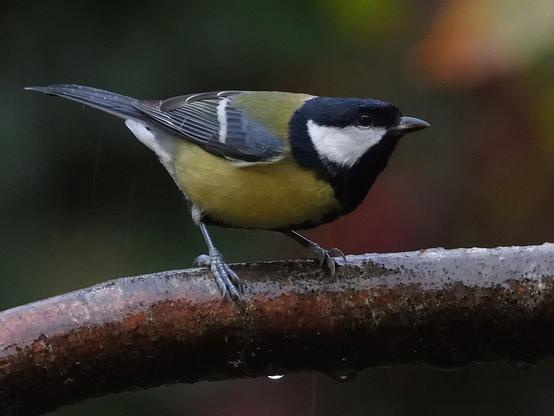 Een koolmees - Parus major - zit op een tak die nat is van de regen. Aan de onderkant van de tak hangen verschillende waterdruppels. De vogel is zelf ook niet droog meer. Op de kop en de staart glinsteren  verschillende waterdruppeltjes.