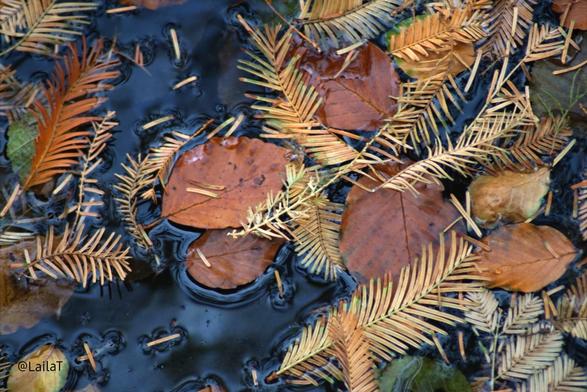 Blick von oben auf eine mit gelb-orange-braunem Herbstlaub bedeckte Wasserfläche. Die Blätter und Tannennadeln sind durch die Spannung der Oberfläche von Konturen umgeben .
