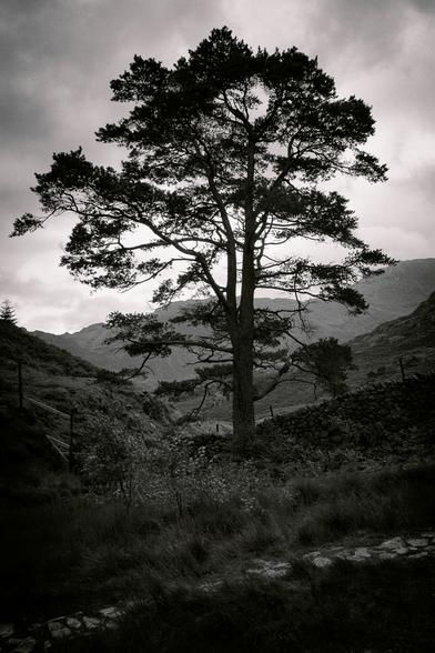 an image of a large, proud tree standing tall in the moody winter foothills outskirts of Blea Tarn, the UK's Lake District National Park