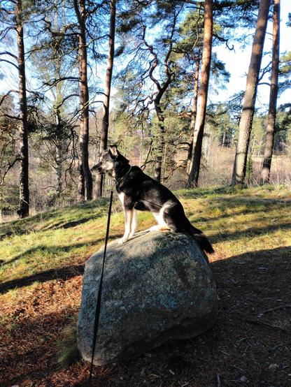 Koira istuu isohkolla kivellä metsäisessä rinteessä, eteenpäin katsoen, häntänsä kiven pintaa pitkin roikottaen. On aurinkoinen päivä.