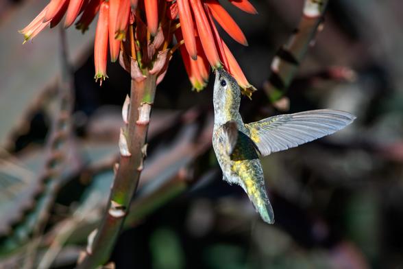 A hummingbird feeding on bright orange-red aloe flowers with its wings outstretched.