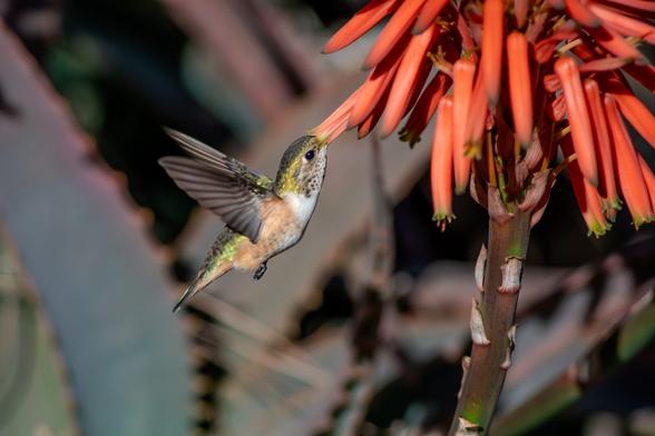 A hummingbird feeds on bright orange tubular flowers.