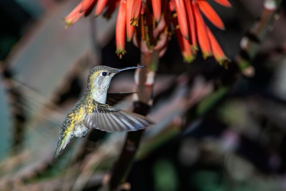 Hummingbird flying near orange tubular flowers in a blurred natural background.