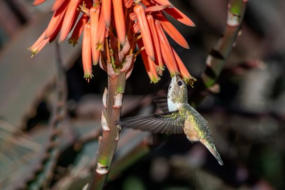 A hummingbird feeds from bright red-orange flowers in mid-flight.