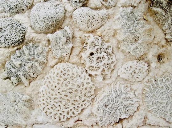 Die Nahaufnahme zeigt einen Bodenbelag, der vollständig aus unterschiedlich geformten Korallenstücken besteht. Die hellen, naturbelassenen Strukturen liegen dicht nebeneinander und bilden ein detailreiches Muster aus Poren, Rillen und organischen Formen.