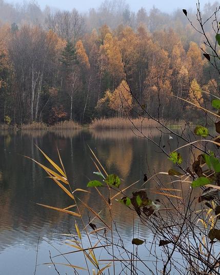 Blick auf einen See mit einer ruhigen Wasseroberfläche.
Im Vordergrund hellbraune Halme von Seegras, dünne dunkelbraune Zweige einer Erle, zum Teil mit grünen Blättern. Dahinter spiegelt sich im Wasser das gegenüberliegende Ufer mit Schilfgras, Birken, Erlen und Fichten. Das Laub zeigt sich in herbstlichen, warmen Brauntönen. Über den Gipfeln der Bäume liegt feiner Nebel. Der Himmel am oberen Bildrand ist hellgrau, leicht bläulich und spiegelt sich ebenso am unteren Bildrand.