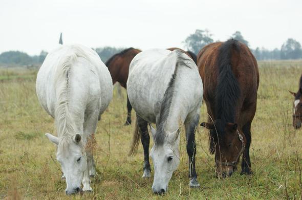 Dwie siwe klacze i jedna gniada skubią trawę na suchym. pożółkłym pastwisku, stojąc obok siebie przodem do fotografującego. Za nimi dwie inne klacze. W tle daleko - wysokie drzewa.