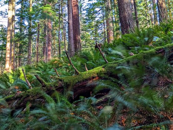 A serene forest scene captured with a long-exposure effect, creating a dreamlike atmosphere. Tall evergreen trees dominate the landscape, their sturdy trunks reaching upwards into the canopy. The forest floor is a lush carpet of vibrant green ferns and thick moss, which appears softly blurred due to the long-exposure technique. This effect gives the ferns and moss a gentle, flowing motion, as if swaying in an unseen breeze, while the stationary trees remain sharply in focus. The interplay of light filtering through the canopy enhances the ethereal quality, evoking a sense of calm and timelessness in this tranquil woodland setting.