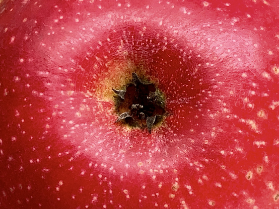 Ein roter Apfel mit Sternen, die Rote Sternrenette. Ein Ausschnitt ganz nah dran.