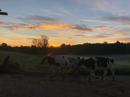 Deux vaches (Bordelaises ?) avancent sur un chemin rural au petit matin. Le paysage est typique du Limousin, bocagé, plutôt ouvert, avec le soleil levant derrière un massif forestier en arrière plan.