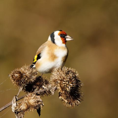 A goldfinch sits on a thistle and eats the seeds.