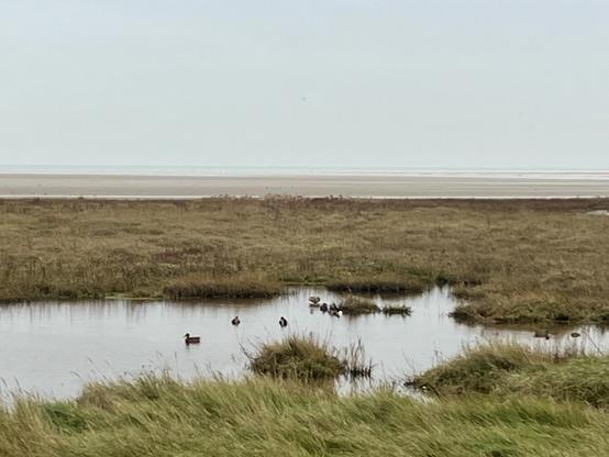 A bleak coastal scene, grey sky with the sea in the background. The foreground is a pool amongst the mudflats with some ducks swimming.