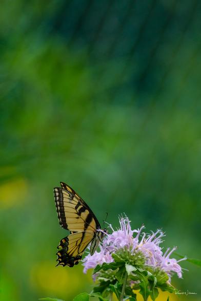 Eastern Tiger Swallowtail with distinctive blue and orange markings feeding on multiple Wild Bergamot flower heads.