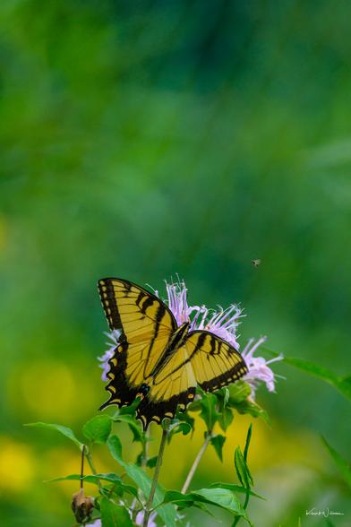 Eastern Tiger Swallowtail perched on Wild Bergamot blooms showing detailed wing patterns and eye spots against blurred foliage.Retry