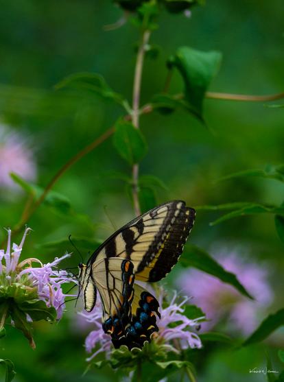 Eastern Tiger Swallowtail feeding on pale lavender Wild Bergamot flowers against a soft green background.