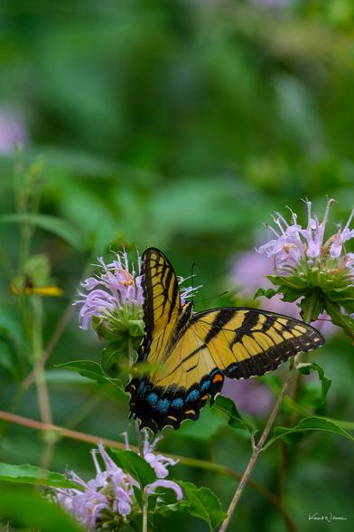 Eastern Tiger Swallowtail with wings spread, nectaring on Wild Bergamot with a small bee visible in the upper background.