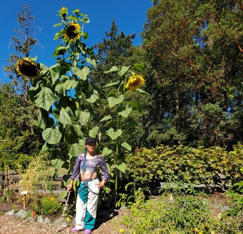 A person stands centered in front of a giant sunflower with large leaves, facing the camera. They wear a light purple and teal patterned top, white pants with teal panels, a black cap, and purple shoes. A wooden cane rests in their right hand, with a garden of flowers and a wooden fence behind them. Two other large sunflowers are visible, one on the left leaning towards the viewer and one on the right, also tilting downward. The sky is a bright blue, and surrounding the garden are trees and greenery.