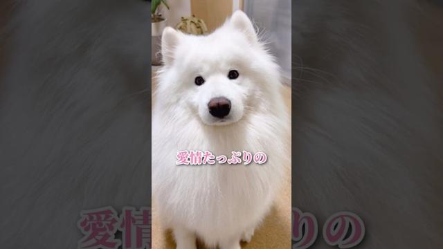 【マジか】デスク横のかわい子ちゃんが現れた！ #サモエド #samoyed #生きたぬいぐるみ