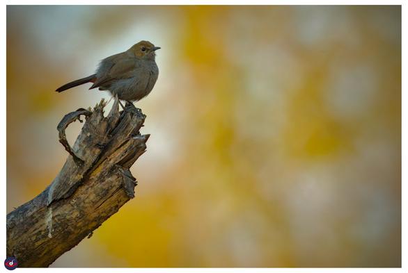 a female indian robin, perched on a dead branch, with yellow bokeh in the background. 
the bird is mostly brown, and is very round.