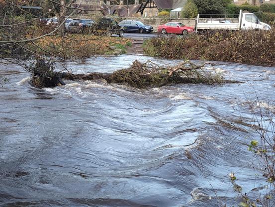 An uprooted tree in the middle of the river. This crosses a line of standing waves caused by the submerged stepping stones.