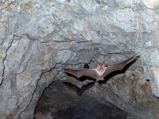 California Leaf-Nosed Bat - Different Types of Bats