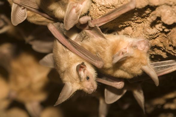 Pallid Bat - Different Types of Bats