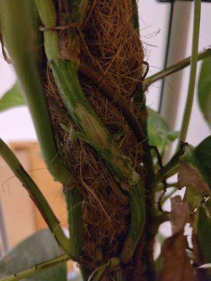 The stem of a golden pothos 
Part of it is scraped of