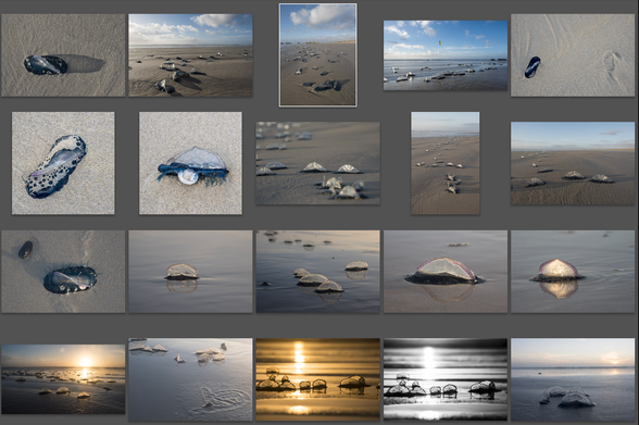 Copie d'écran présentant 20 vignettes de photos de vélelles échouées sur le sable d'une plage en fin de journée.