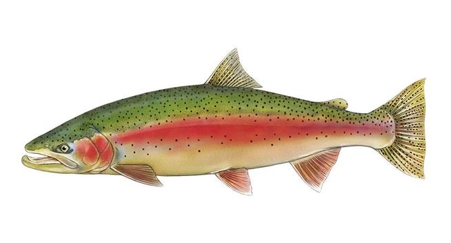 Illustration of a Central Valley Steelhead