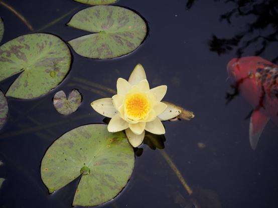 Lily pad floating over koi