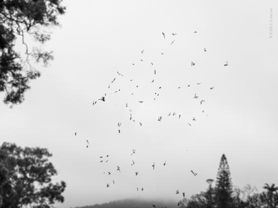 A spider web absolutely covered in flying ants from an early-morning swarm
