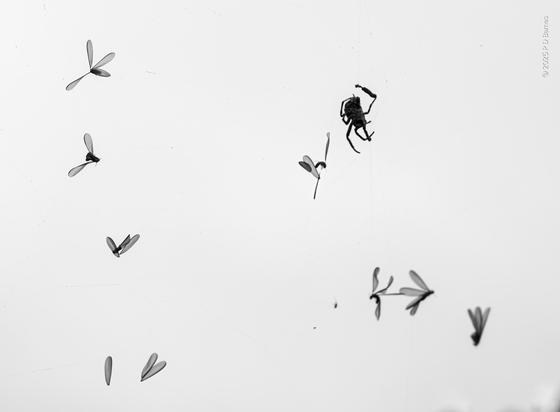A spider sits in a web that's invisible against the bright sky, surrounded by the bodies and shed wings of flying ants that have blundered into its web during their swarming. The trapped wings are very poignant, sadly beautiful.
