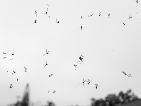 Closer view of a spider web and spider with a large haul of flying ants
