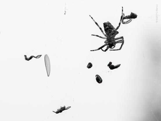 Macro shot of the spider and some of its prey