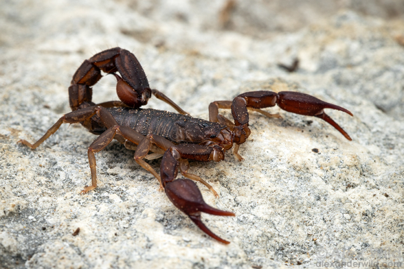 Macro photo in oblique side view of a large reddish-brown scorpion with robust, opened claws standing on a limestone substrate.