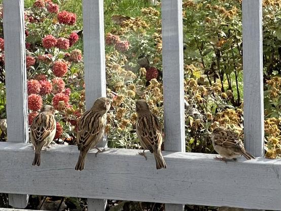 Four female House Sparrow sitting in between the railing slats of our deck. Cherokee syllabary reads: hello house finch